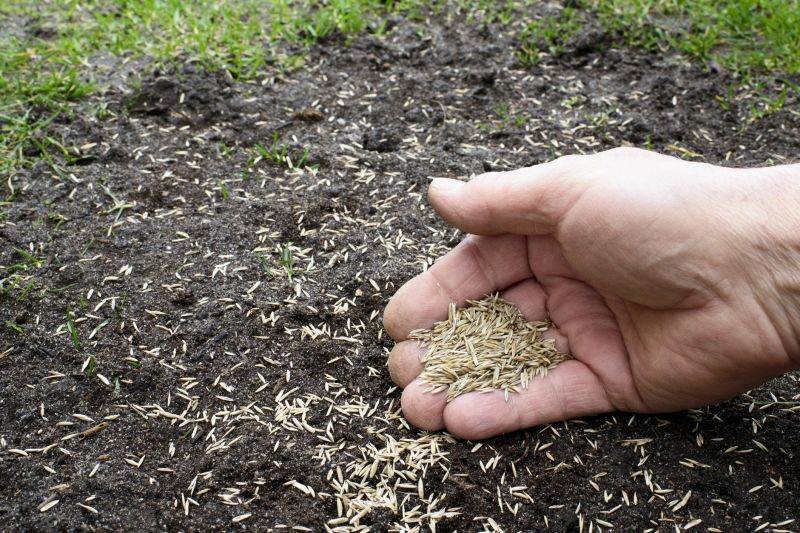 Fall Lawn Seeding in Ventura County, CA