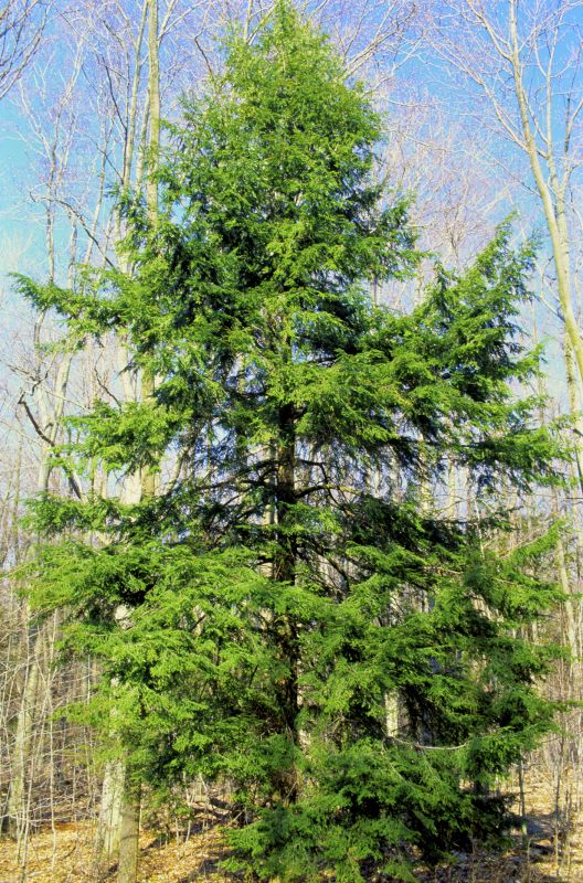 Hemlock Removal in Doylestown, PA