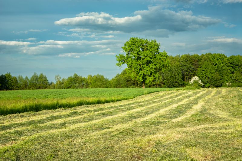 Meadow Mowing in Prince Georges County, MD