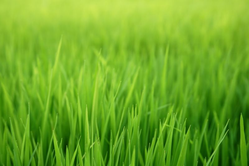 New Construction Lawn Seeding in Ventura County, CA