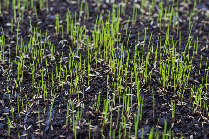 New Lawn Seeding in Ventura County, CA