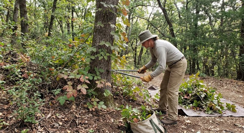 Poison Ivy Removal in Newark, DE