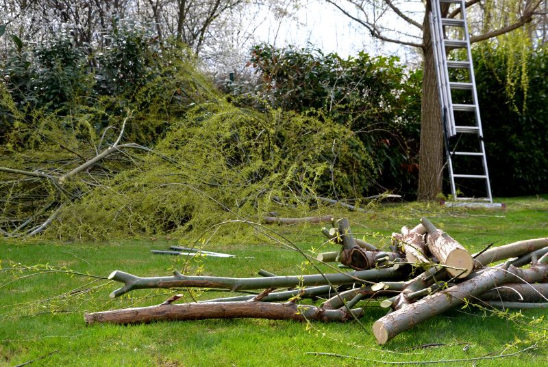 Tree Limb Cleanup in Honolulu, HI