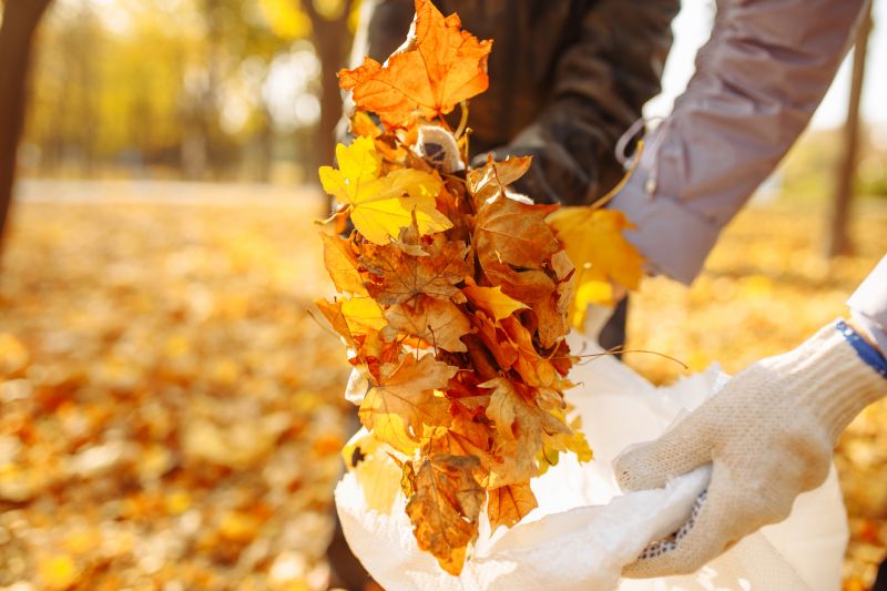 Autumn Leaf Removal in Honolulu, HI
