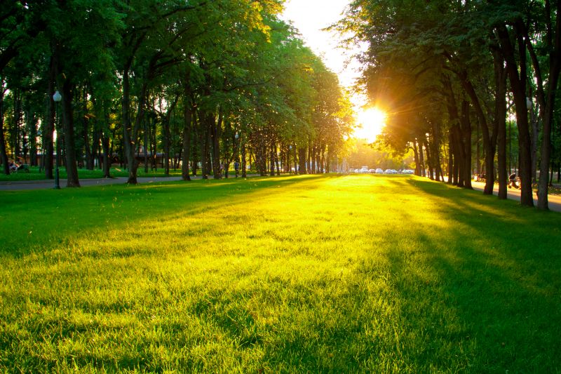 Commercial Lawn Care