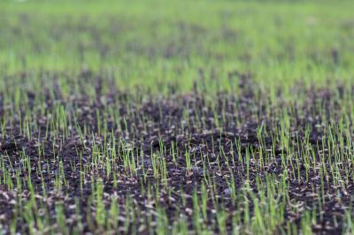 Commercial Lawn Seeding in Ventura County, CA