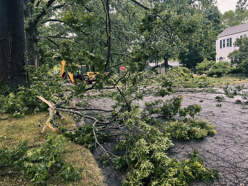 Fallen Branch Removal in Honolulu, HI