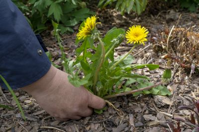 Garden Deweeding in Rockwall, TX