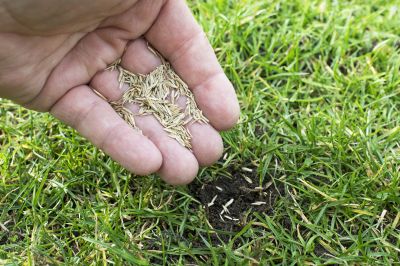 Grass Seed Installation in Honolulu, HI