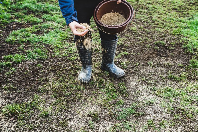 Grass Seeding Service in Ventura County, CA