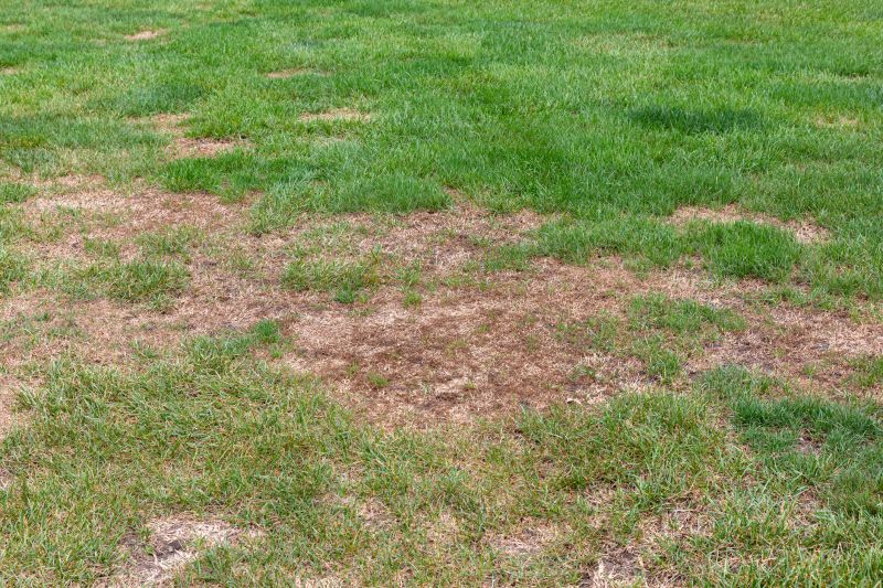 Grass Treatment in Honolulu, HI