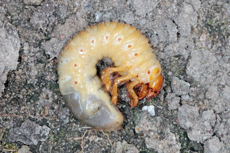 Grub Control in Honolulu, HI