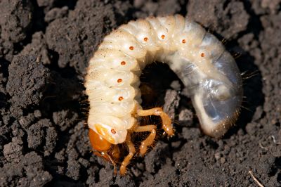 Grub Prevention in Honolulu, HI