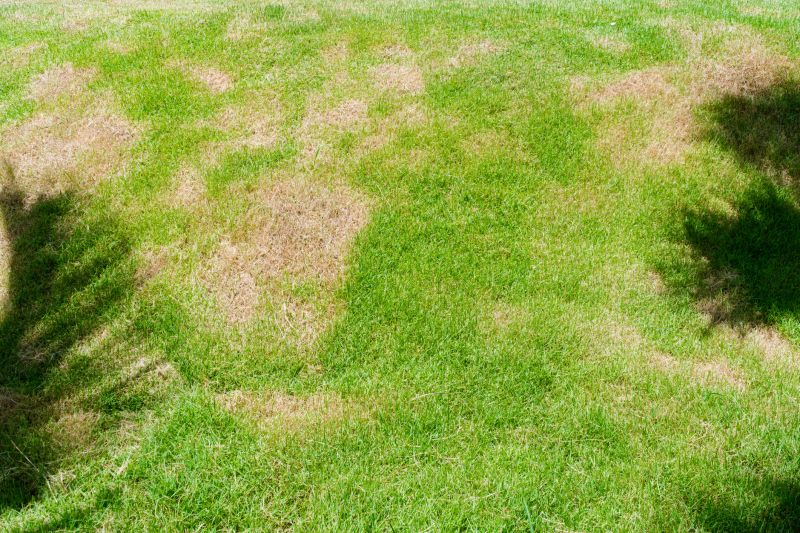 Lawn Fungus Treatment in Ventura County, CA