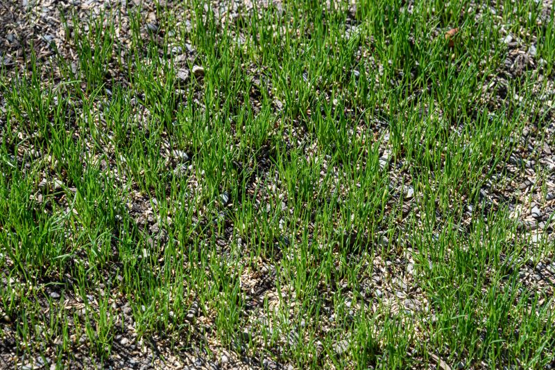 New Construction Lawn Seeding in Ventura County, CA