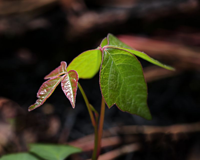 Poison Ivy Removal in Wilmington, DE