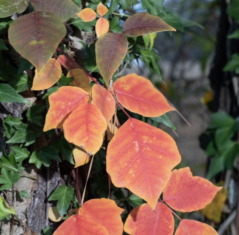 Poison Oak Removal in Honolulu, HI