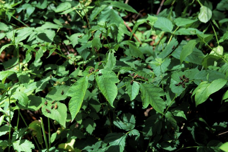 Poison Oak Removal in Ventura County, CA