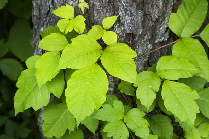 Poison Oak Removal in Harford County, MD