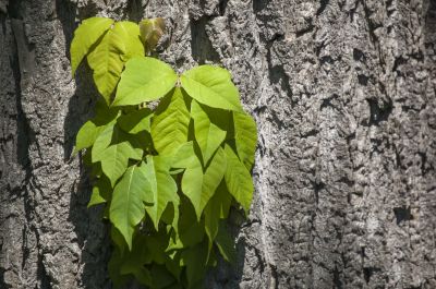 Poison Oak Removal in Pottstown, PA