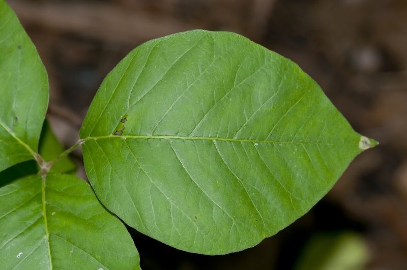 Poison Oak Removal in Philadelphia, PA