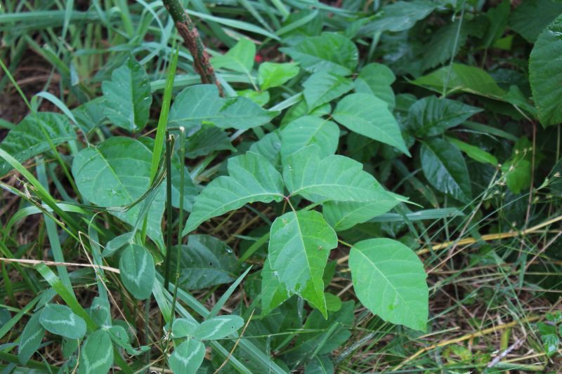 Poison Oak Removal in Lancaster, PA