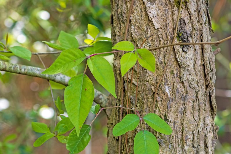 Poison Oak Removal in Allentown, PA