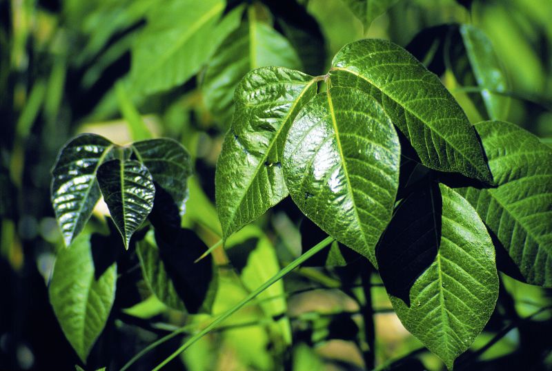 Poison Oak Removal in Allentown, PA