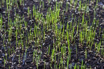 Residential Grass Seeding in Ventura County, CA
