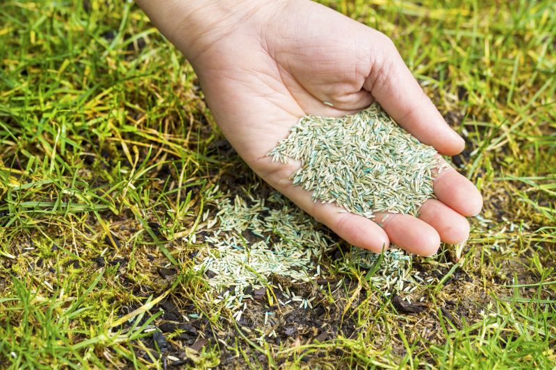 Residential Grass Seeding in Honolulu, HI