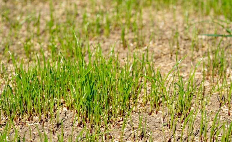 Spring Grass Seeding in Honolulu, HI
