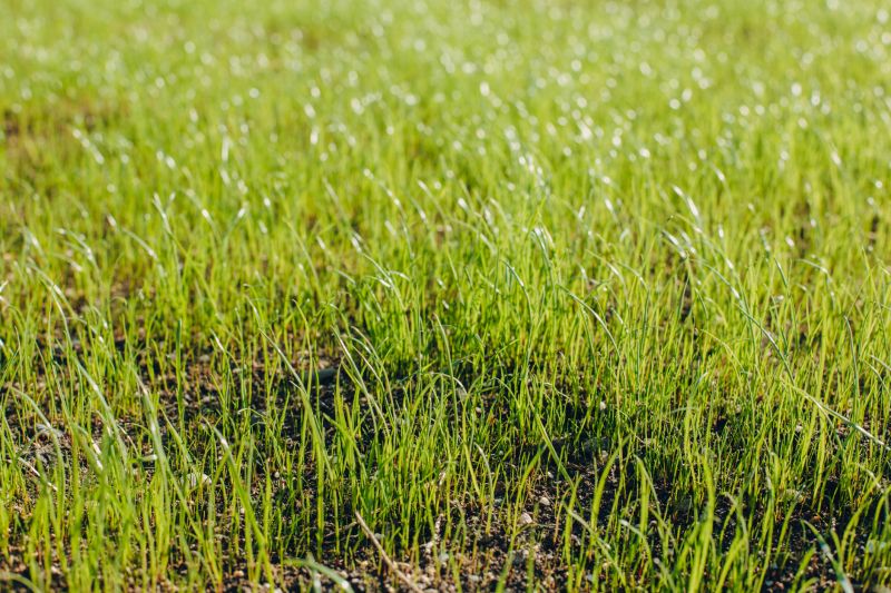 Spring Lawn Overseeding in Honolulu, HI