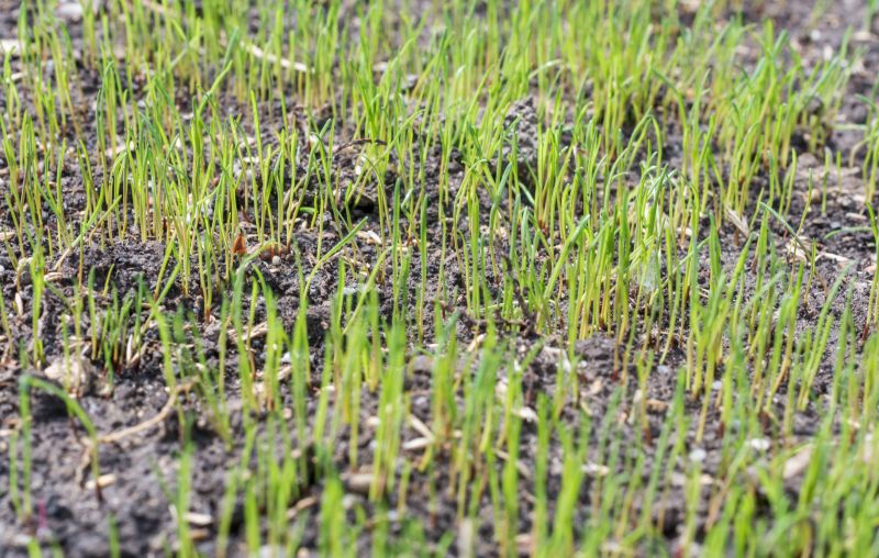Spring Lawn Overseeding in Honolulu, HI