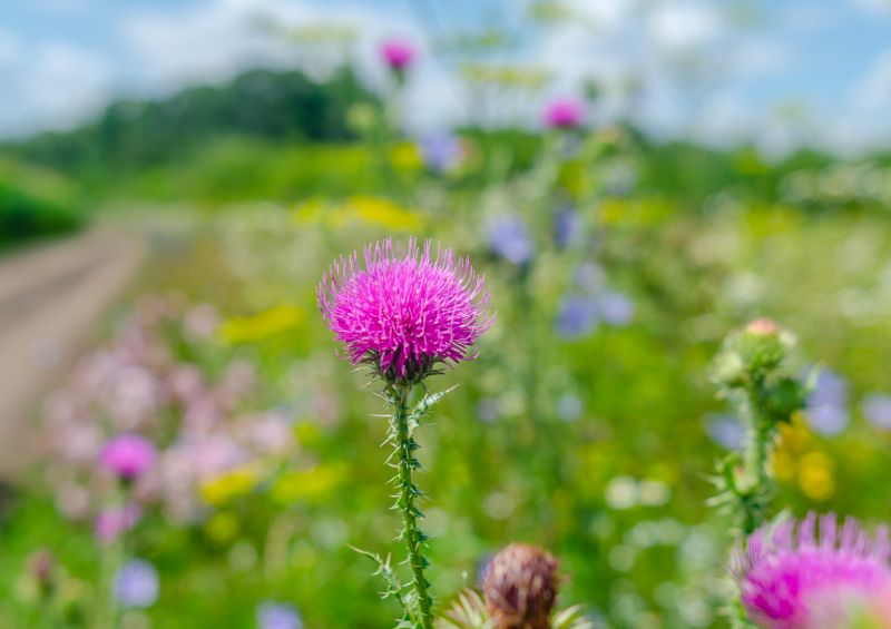 Thistle Control in Honolulu, HI
