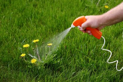 Thistle Treatment in Aiken, SC