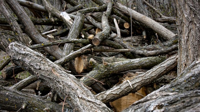 Tree Branches Removal in Honolulu, HI